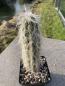 Preview: Oreocereus celsianus